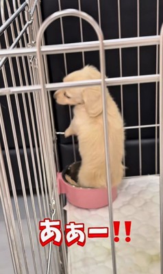 足湯を覚えた赤ちゃん犬