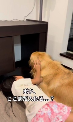 テーブルの下に入りたいシンバくん6