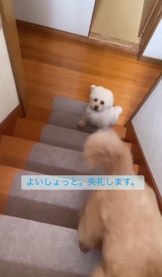 途方に暮れるハナちゃん