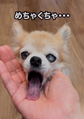 あくびする老犬