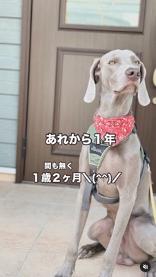 テーブルの下でくつろぐ犬