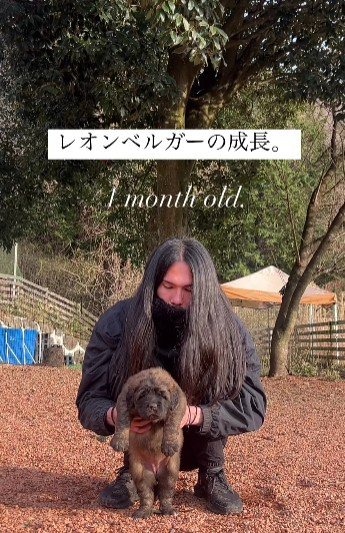 ドイツ原産の大型犬