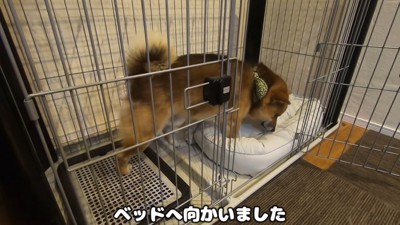 新しいベッドを買ってもらったおにぎりくん8