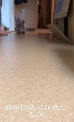 お腹はちょっぴり白いけど…