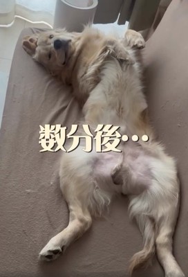 ヘソ天の麹くん