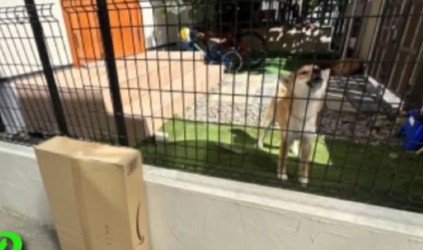 番犬として頑張るわんこが！
