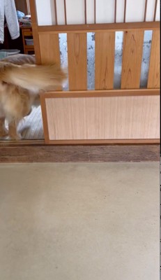 別の部屋へ移動する犬