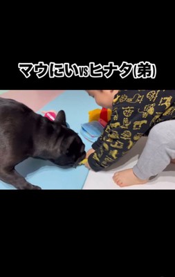 お兄ちゃんとして活躍するマウイくん