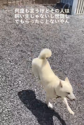 親戚のおじさんを見送るおもちちゃん⑩