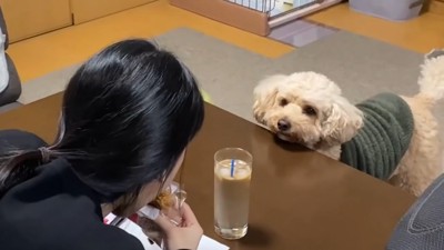 女の子と向かい合う犬