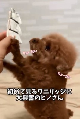 おやつを欲しがるピノちゃん