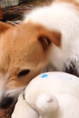 おもちゃを咥えるミントちゃん