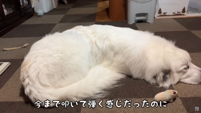 シュシュちゃんもうっとり