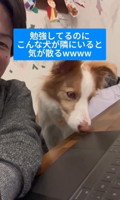 勉強中に隣にきたラスカルくん7