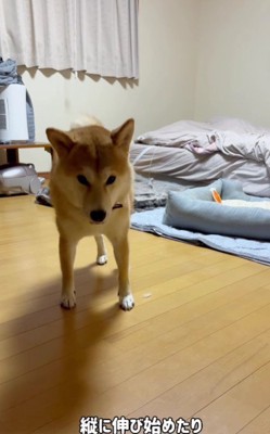 伸びが終わったら…