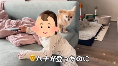 赤ちゃんから離れないハナちゃん5