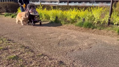 みんなでお散歩に♪