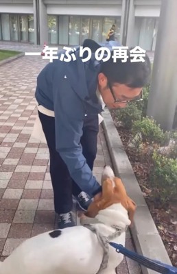 男性を見つめる犬