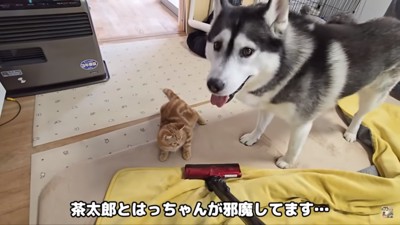 掃除の邪魔をする2匹