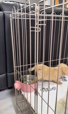 足湯を覚えた赤ちゃん犬9