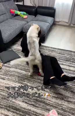 ママにタックルするブル君