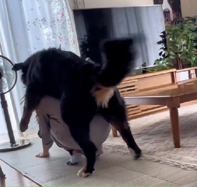 限界を迎えた飼い主さん