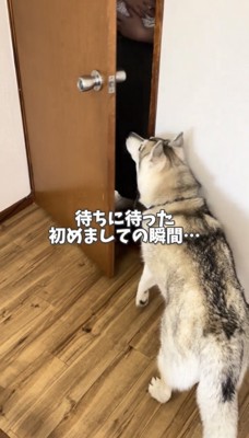 ドアの前で待つ犬