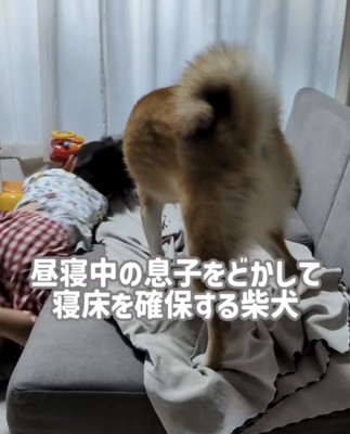男の子をソファから落とす犬