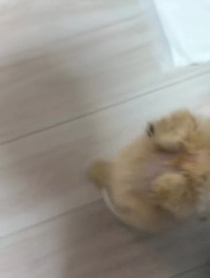 回り終わるきびちゃん