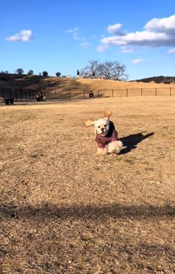 走るハムちゃん