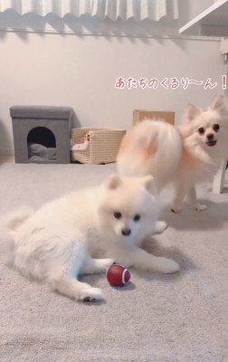 くるりんするウニちゃん