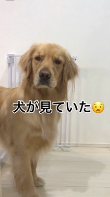眉間に皺を寄せて飼い主を見つめる犬