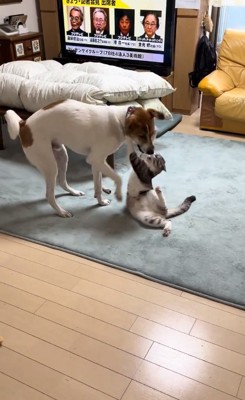 荒々しく遊ぶ大夢くんとかんたくん
