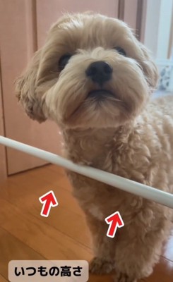 いつもの高さの棒