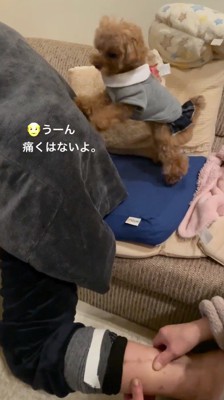 男性の腰に前足を置く犬