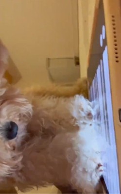 鍵盤を見つめるちくわちゃん