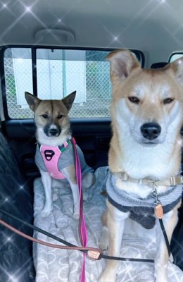 りりィちゃんと先住犬