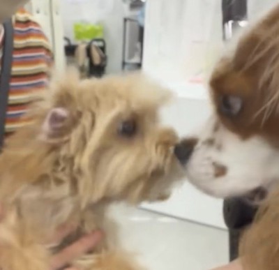 鼻先を近づけ合う2匹の犬
