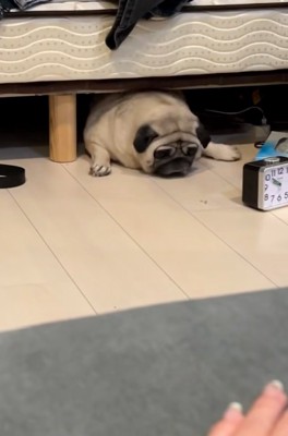 出ようともがくしーちゃん