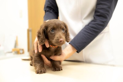 緊張した様子の子犬