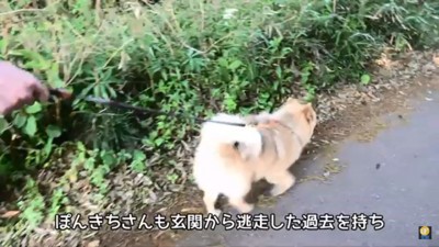 散歩中のぽんきちくん2
