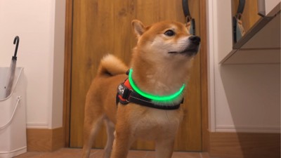 上を見上げる犬