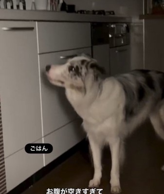台所を見つめる犬1