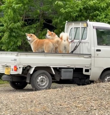 軽トラの荷台に乗る2匹の秋田犬
