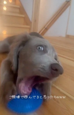 おもちゃが抜けたレアちゃん