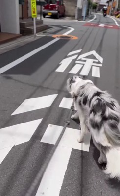 「徐行」と書かれた上を歩く犬