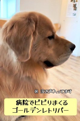 診察待ちする大型犬