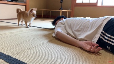 みるくちゃんの前で死んだフリをしたら5