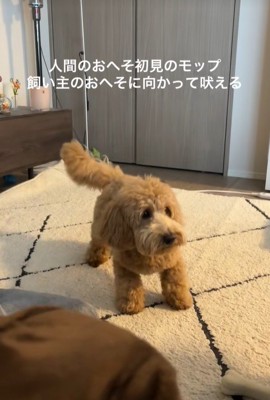 おへそを見たアルくんの反応3