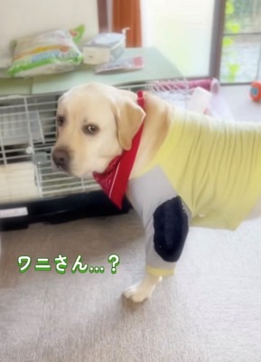 ケージの前でこちらを見つめる犬